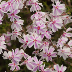 Polsterphlox Candy Stripes Polsterphlox Candy Stripes
