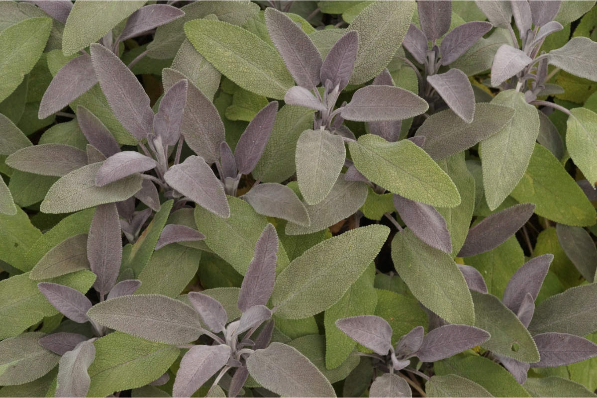 Salvia officinalis 'Purpurascens' - Roter Salbei
