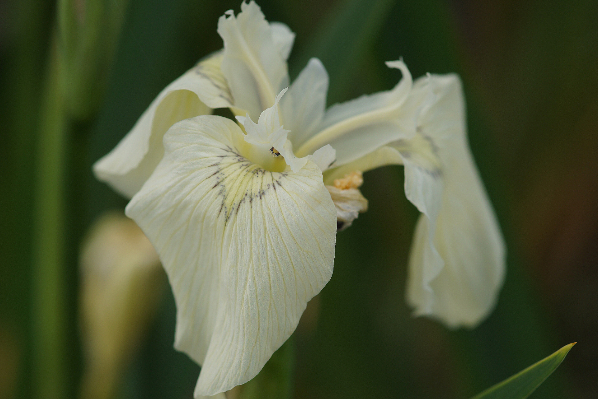 Iris pseudacorus 'Creme de la Creme'