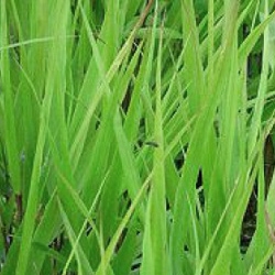 japanwaldgras