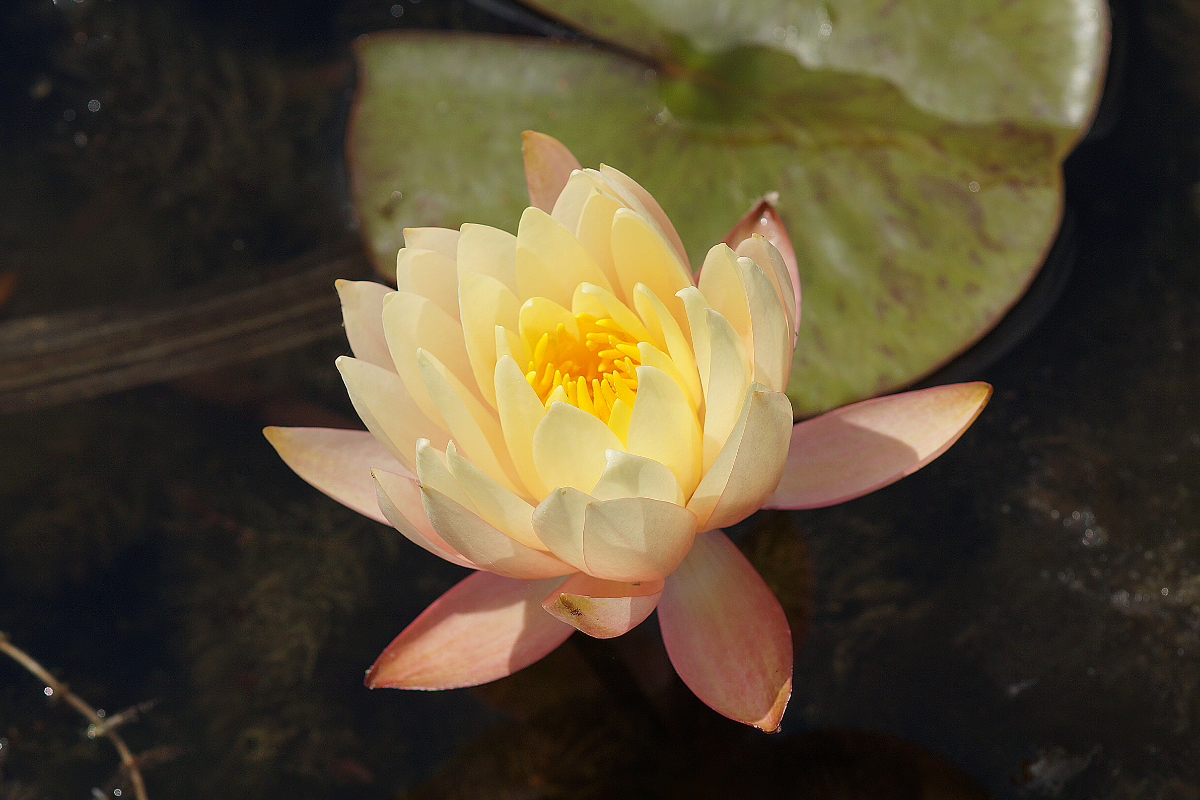 Nymphaea Hybride 'Sunny Pink'