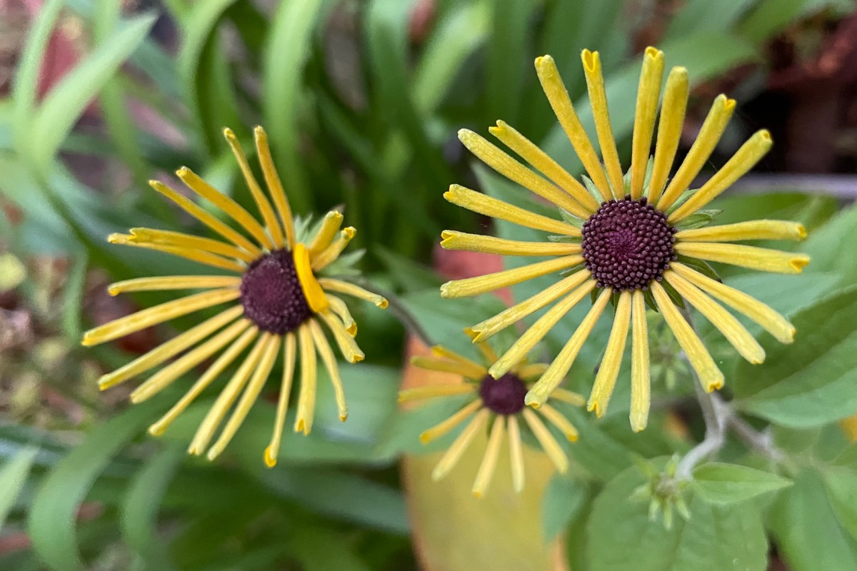 Rudbeckia subtomentosa 'Little Henry'  (R) - Sonnenhut, schwachfilziger Sonnenhut