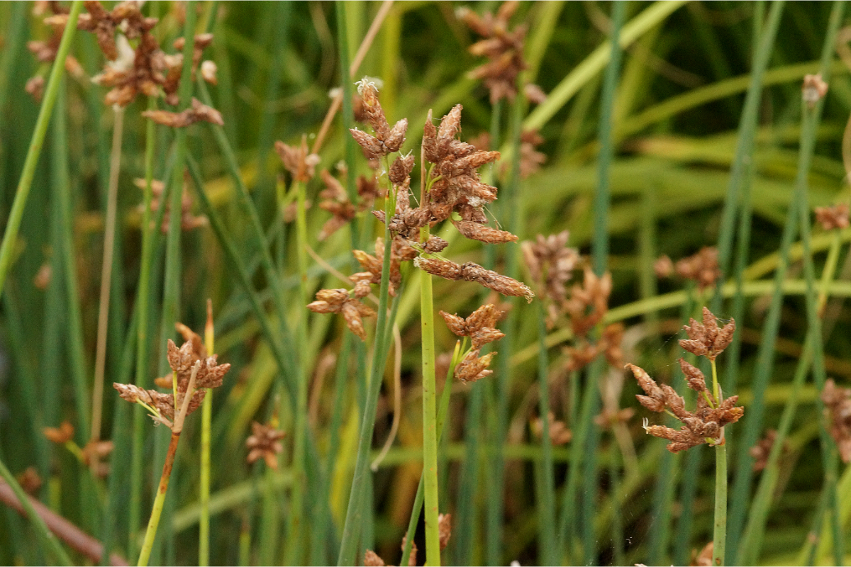 Scirpus (Schoenoplectus) lacustris