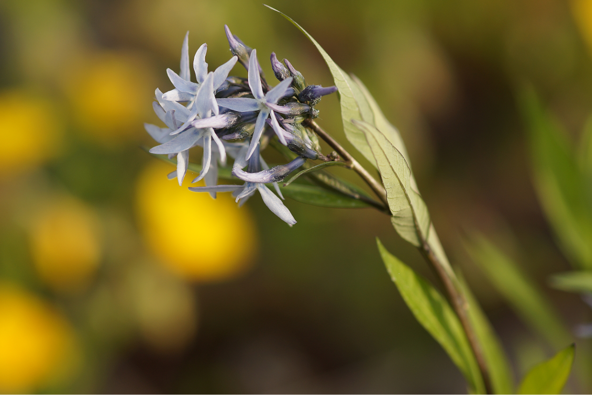 Amsonia tabernaemontana - Amsonie, Blausternbusch, Röhrenstern