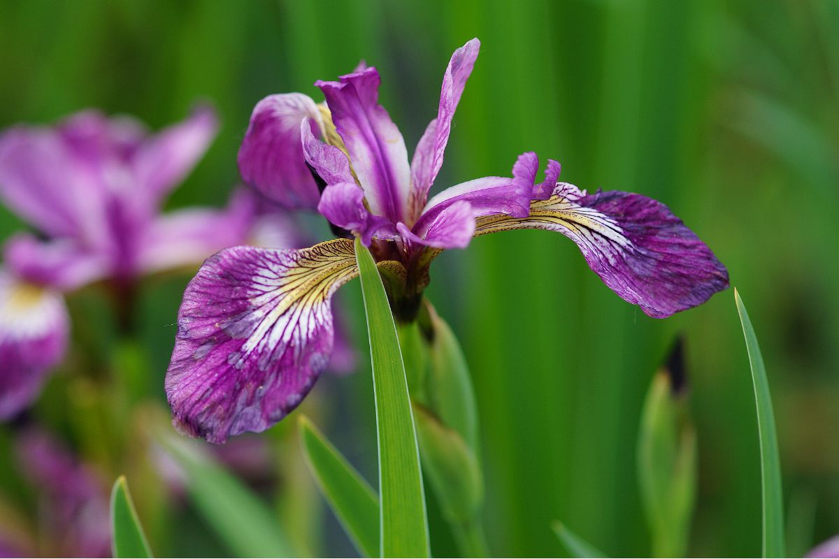 Iris versicolor 'Dark Orchid'