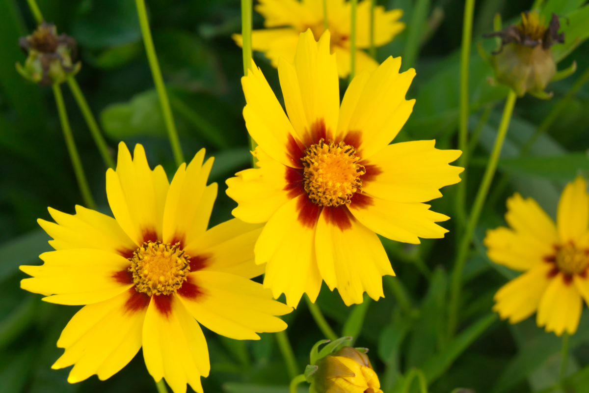 Coreopsis lanceolata 'Sterntaler'