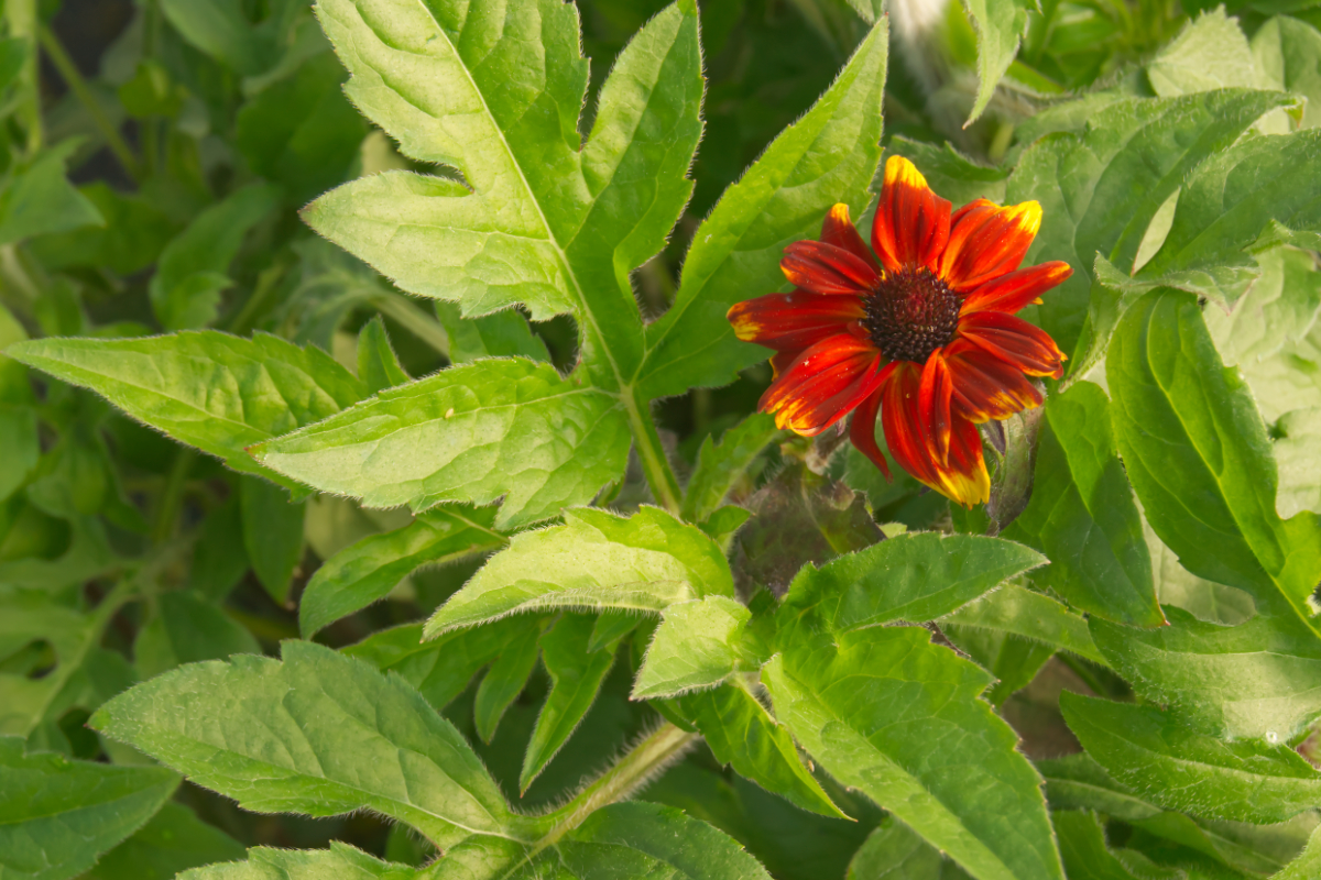 Rudbeckia triloba 'Prairie Glow' - Oktober-Sonnenhut
