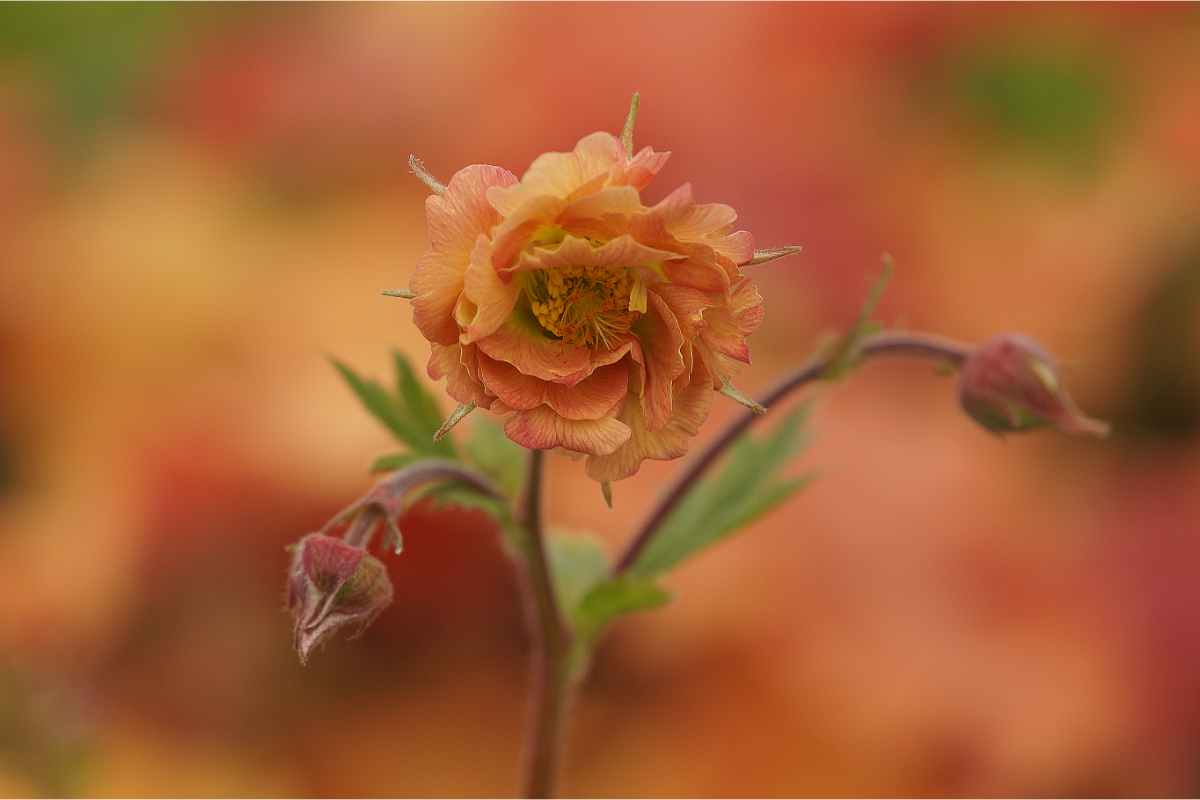 Geum chiloense 'Mai Tai' (R) - Nelkenwurz