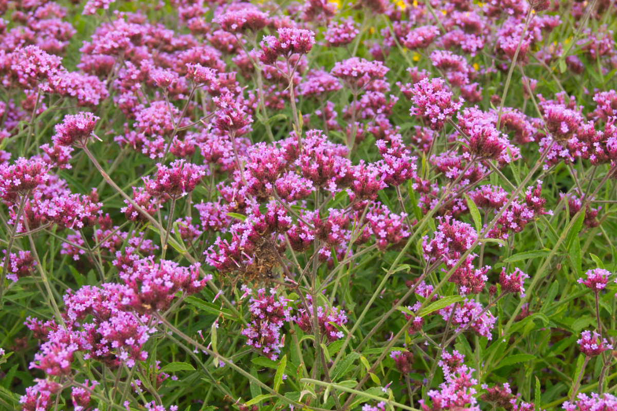 Verbena bonariensis 'Lollipop' (R)