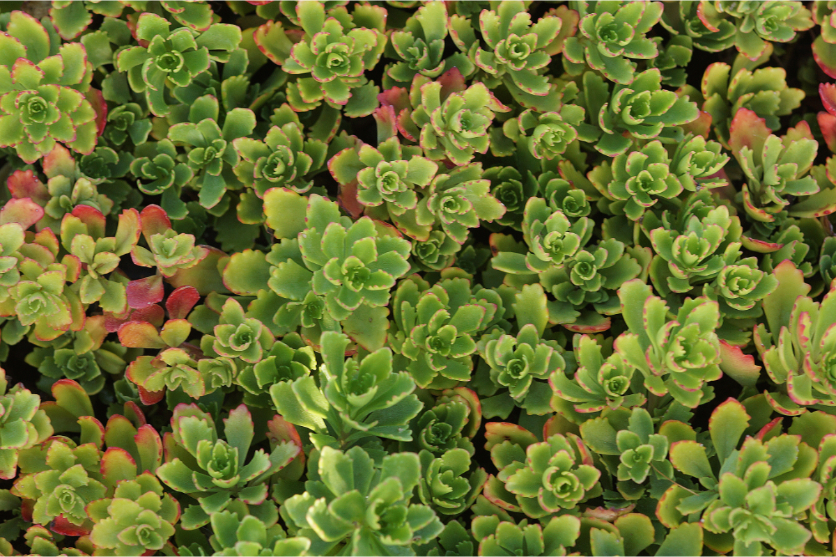 Sedum hybridum 'Immergrünchen'