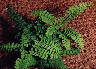 Adiantum pedatum var. aleuticum (gen.)