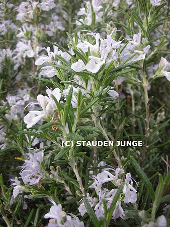 Rosmarinus officinalis 'Arp'