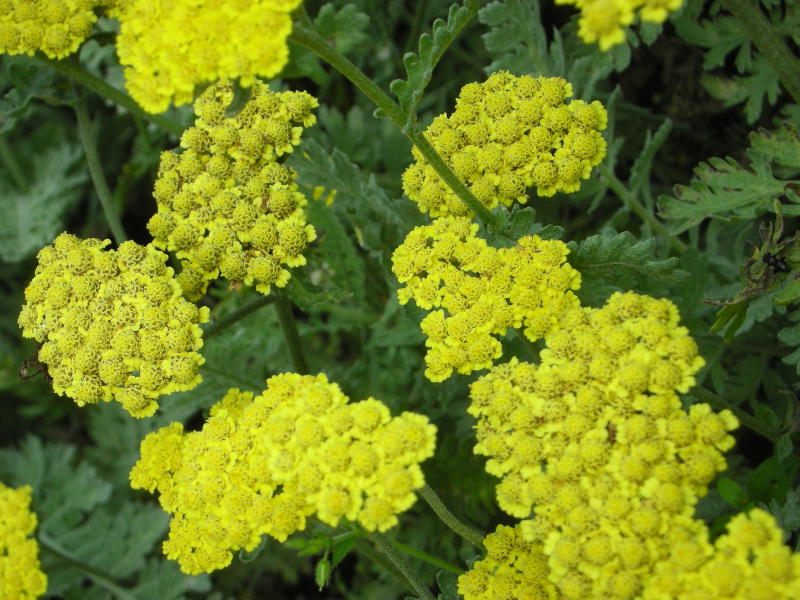 Achillea Clypeolata-Hybr. 'Moonshine'
