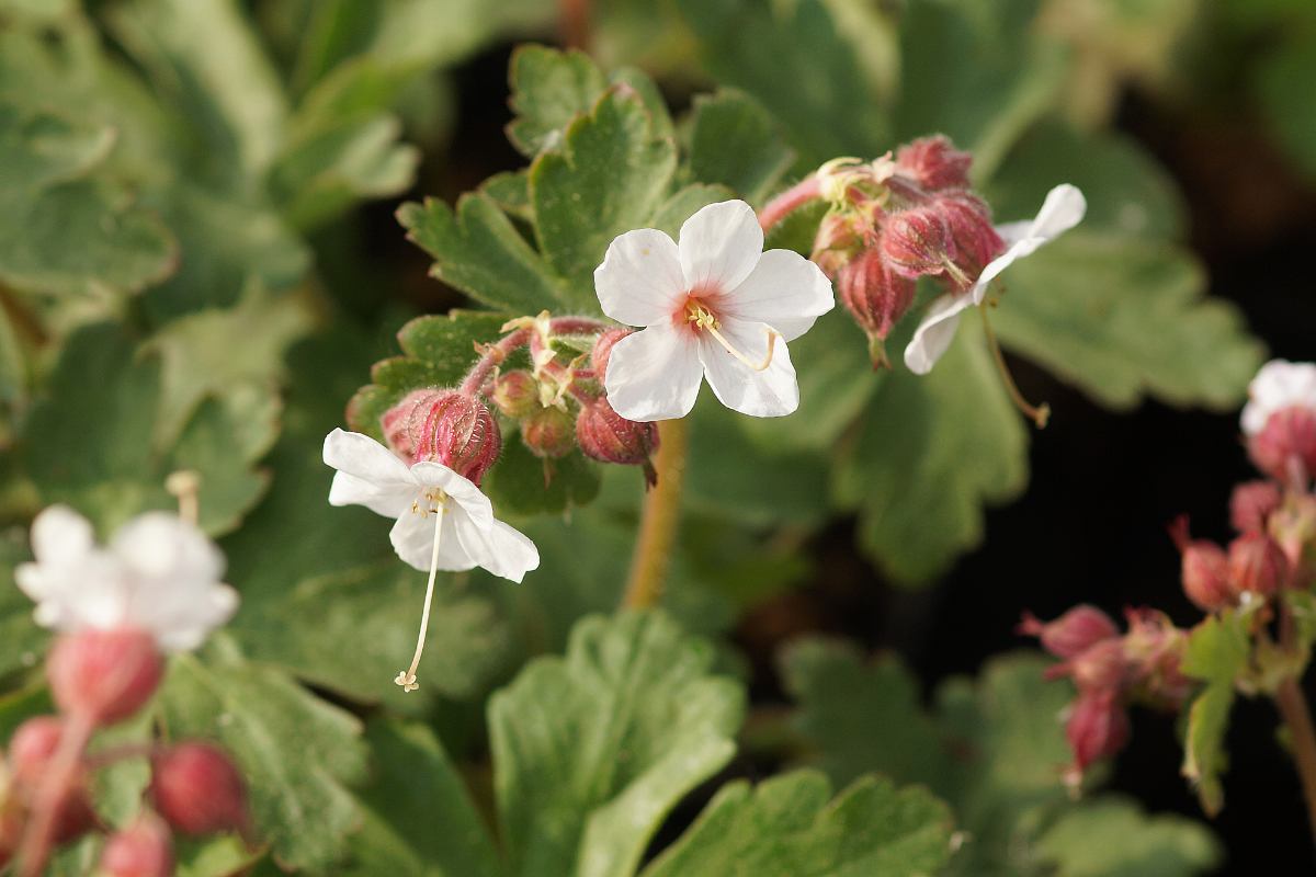 Geranium macrorrhizum 'Spessart'