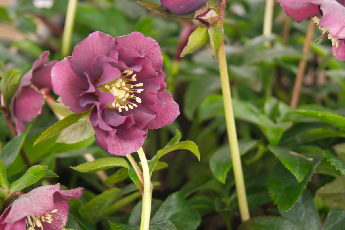 Helleborus Orientalis-Hybr. 'Double Ellen Purple' - Lenzrose