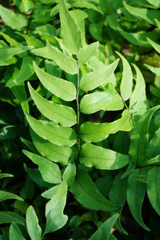 Cyrtomium fortunei gen.