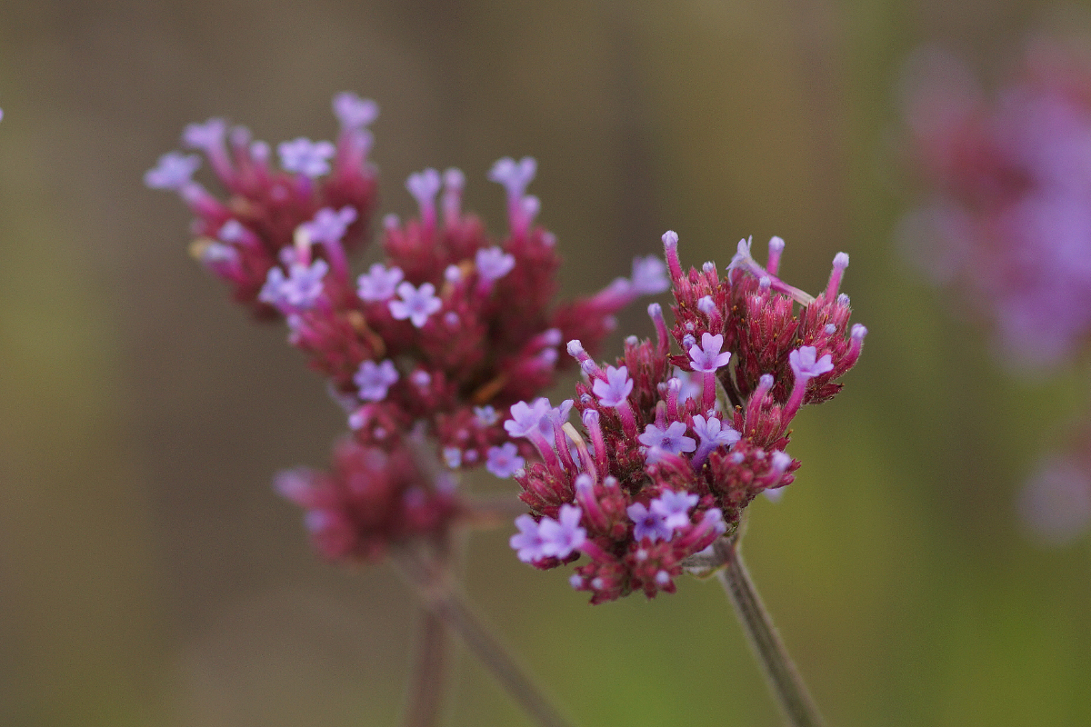 Verbena bonariensis - Verbene, Eisenkraut