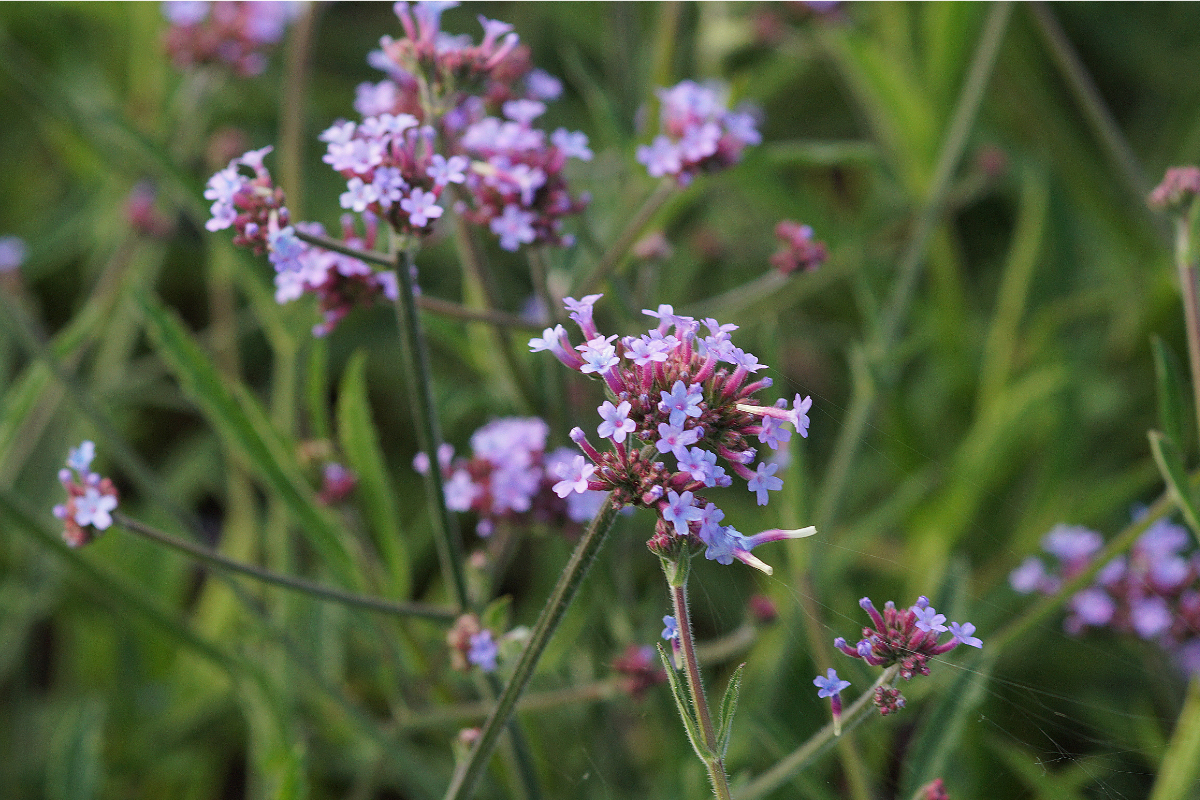 Verbena bonariensis 'Lollipop' (R) - Verbene