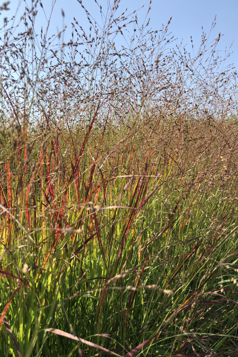 Panicum virgatum 'Shenandoah'