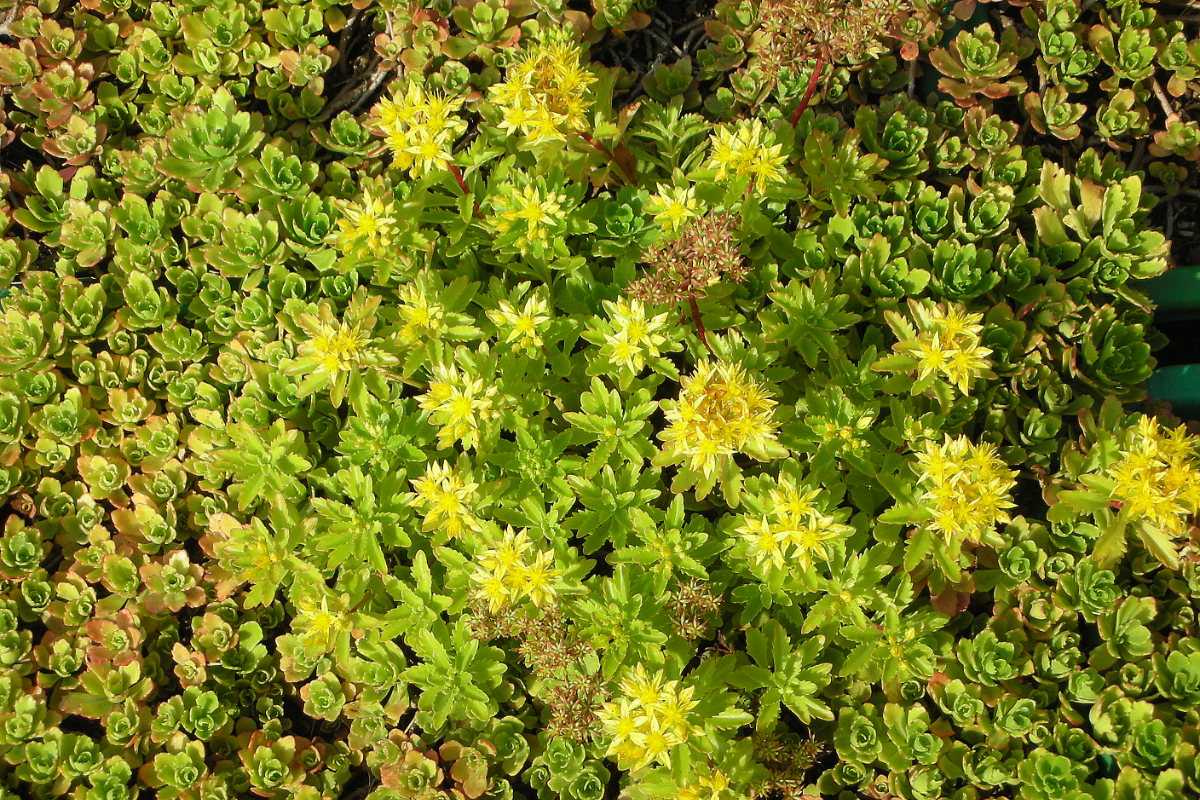 Sedum hybridum 'Immergrünchen' - Immergrünes Mongolen-Fettblatt
