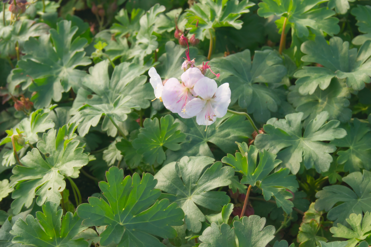 Geranium x cantabrigiense 'Biokovo'
