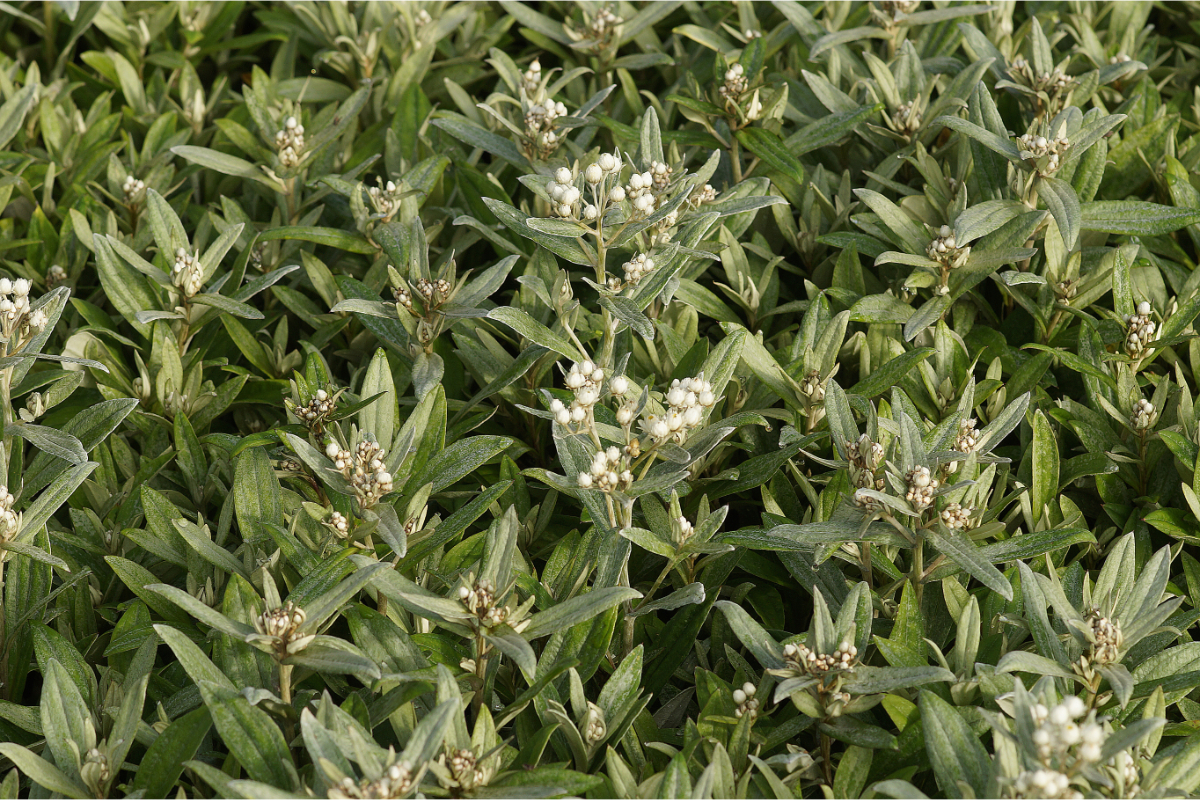 Anaphalis triplinervis 'Silberregen'
