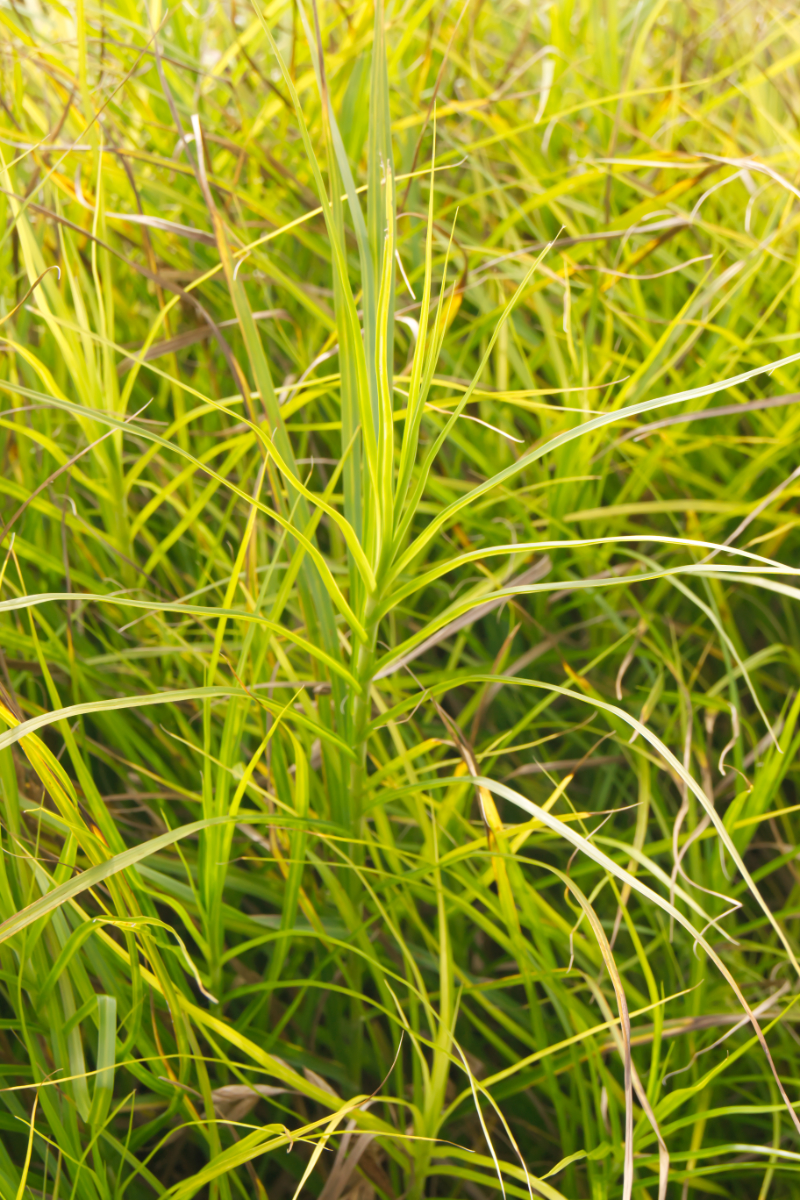 Carex muskingumensis - Palmwedelsegge