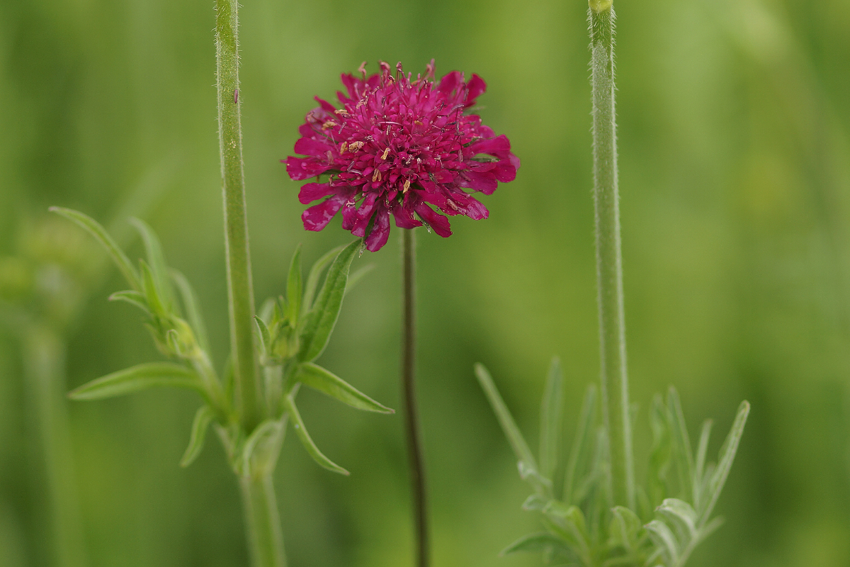 Knautia macedonica - Mazedonische Witwenblume