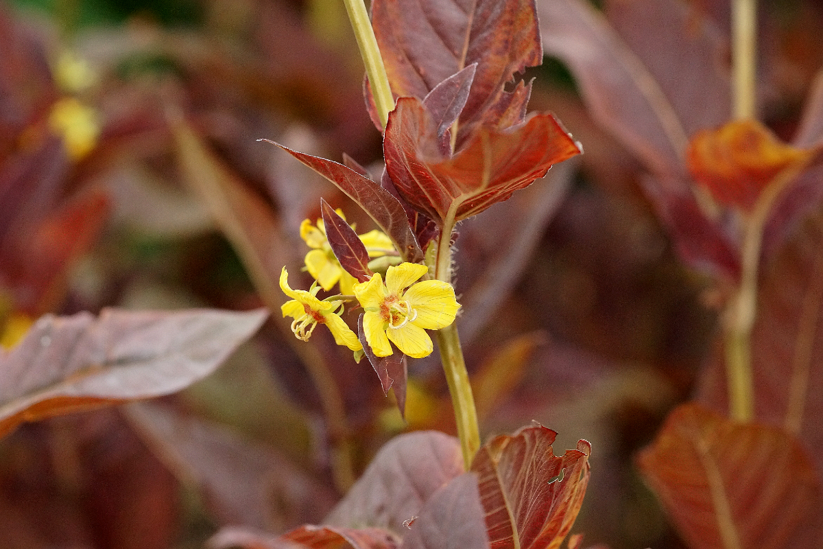 Lysimachia cilliata 'Firecracker'