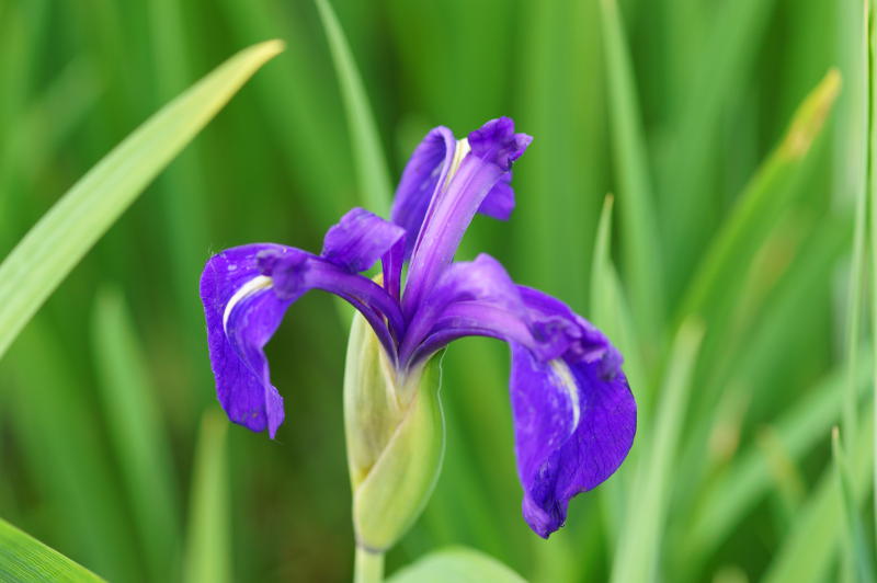 Iris laevigata
