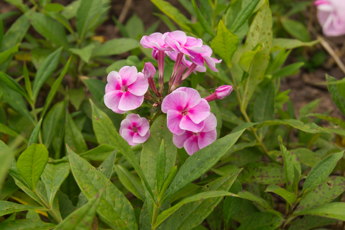Phlox Paniculata-Hybr. 'Apanatschi' (ehemals amplifolia) - Hohe Flammenblume