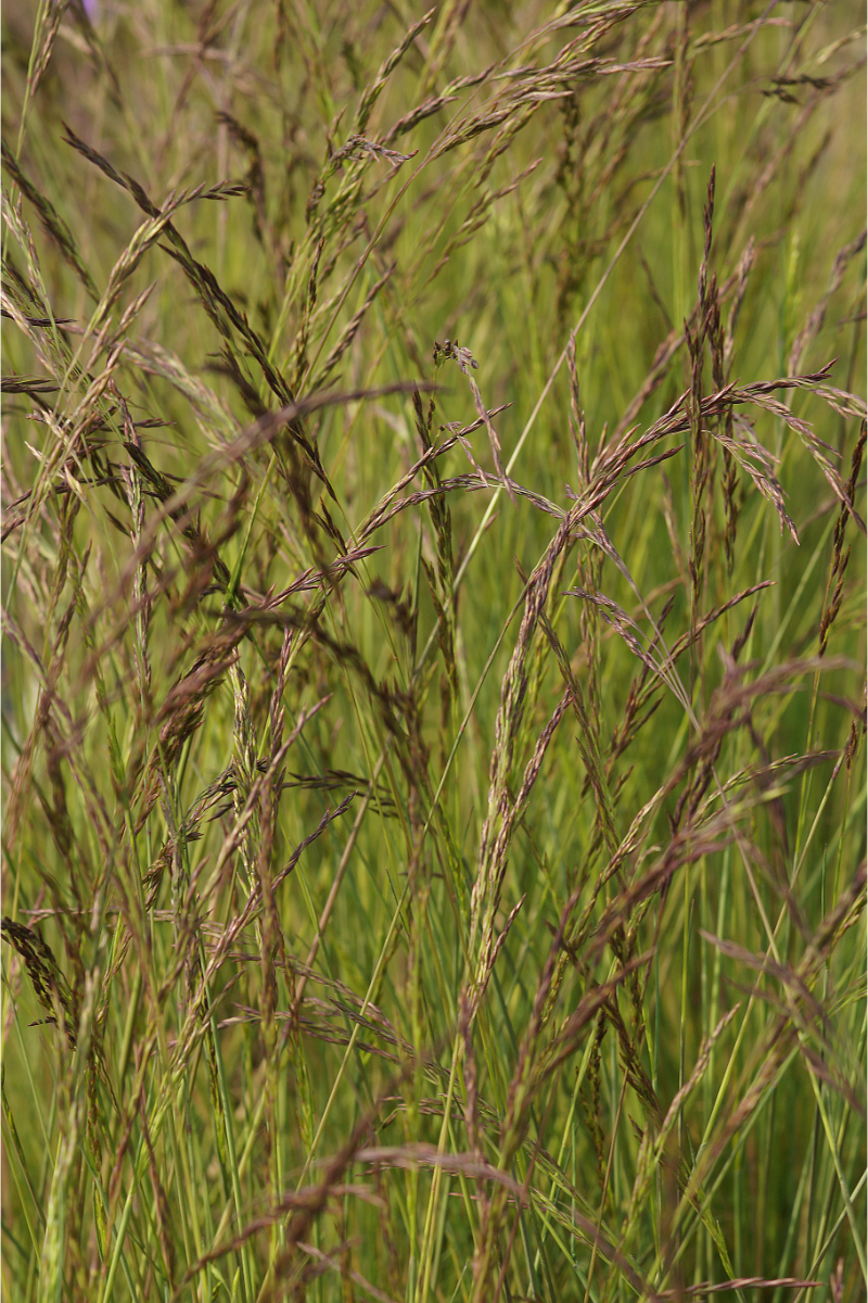 Festuca amethystina - Regenbogenschwingel