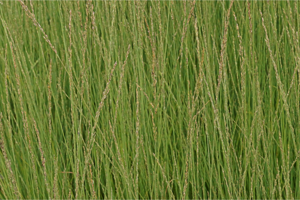 Molinia caerulea 'Heidebraut' - Kleines Pfeifengras