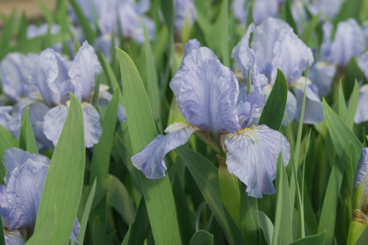 Iris barbata-nana 'Oberschwaben' - Zwerg-Bartschwertlilie