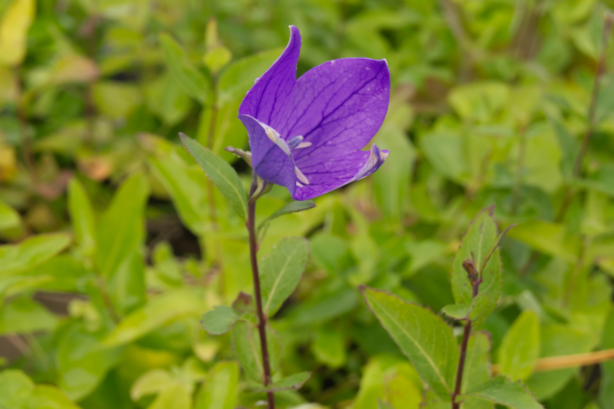 Platycodon grandiflorus 'Mariesii'