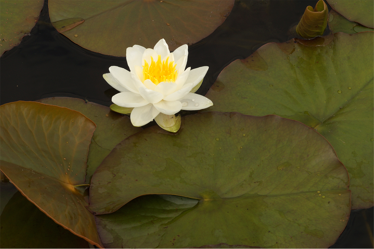 Nymphaea tuberosa 'Pöstlingberg'