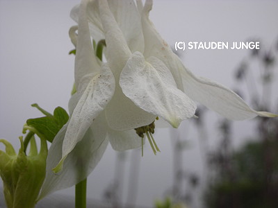 Aquilegia vulgaris 'Alba' - Akelei