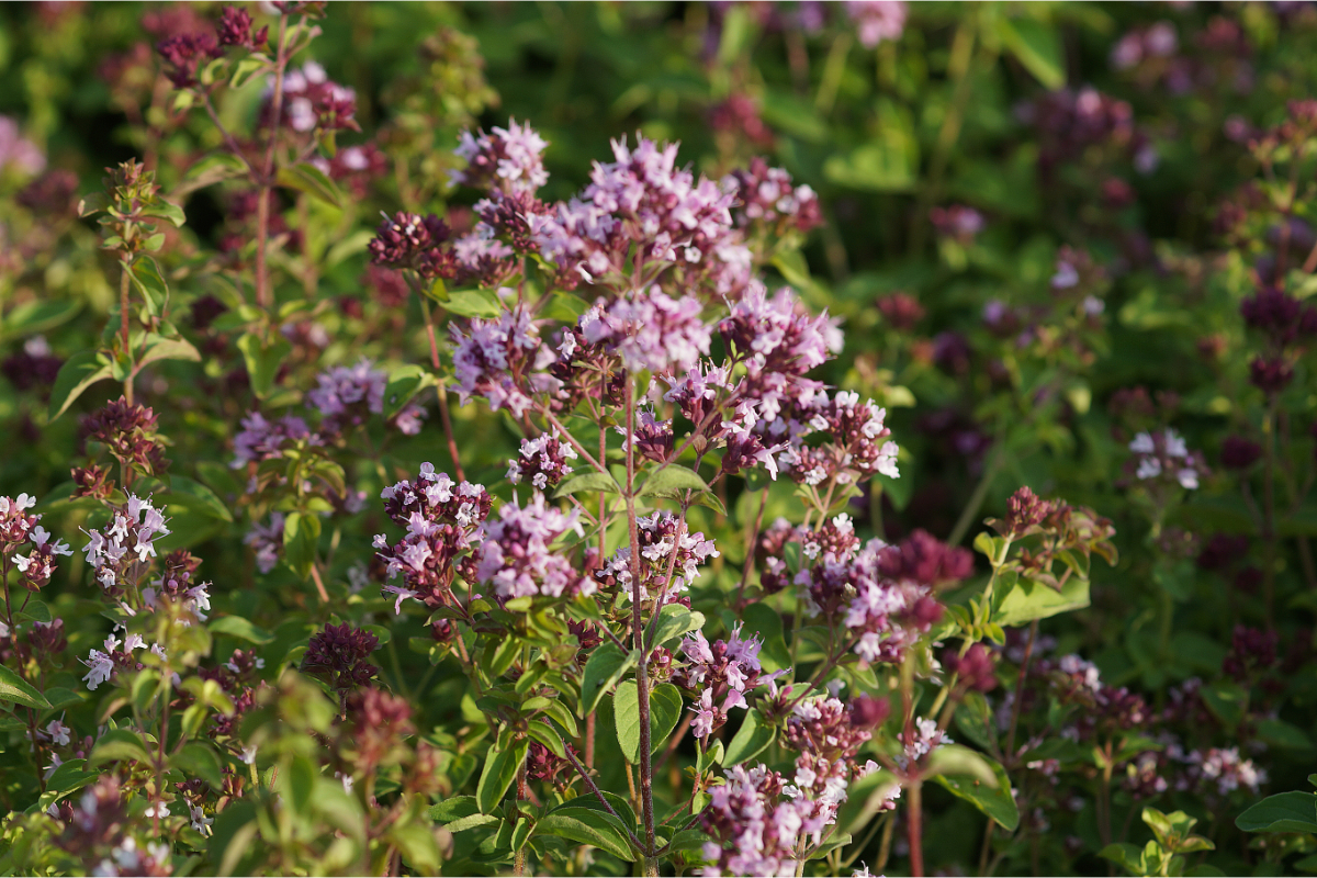 Origanum vulgare