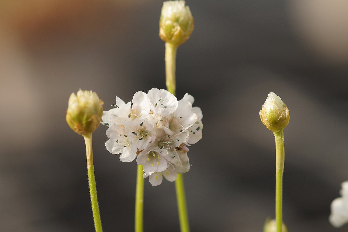 Armeria maritima 'Alba' - Strand-Grasnelke