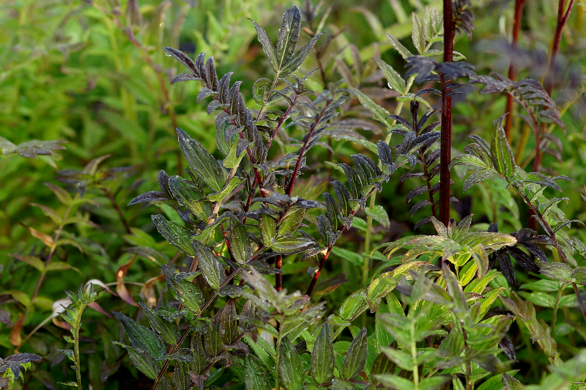 Polemonium yezoense 'Purple Rain Strain'