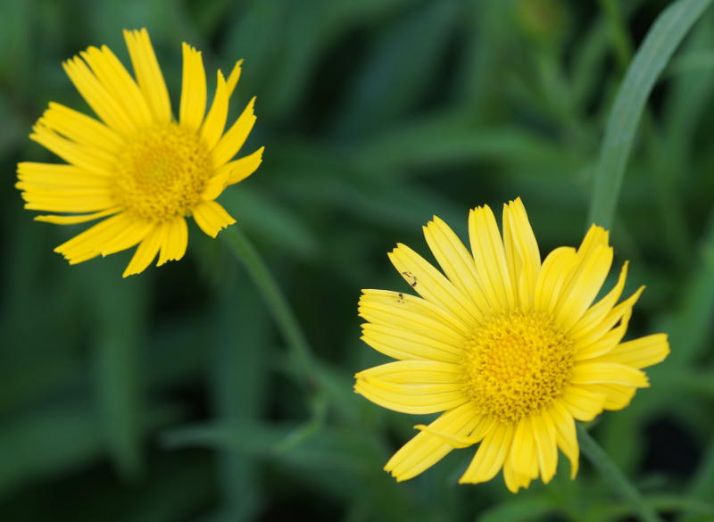 Buphthalmum salicifolium