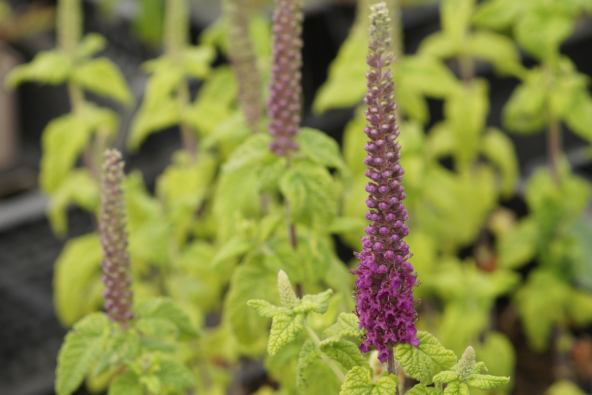 Teucrium hyrcanicum - Kaukasus-Gamander