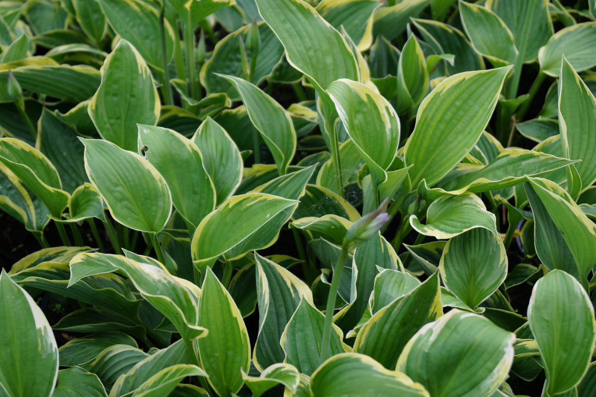 Hosta x fortunei 'Aureo-Marginata'