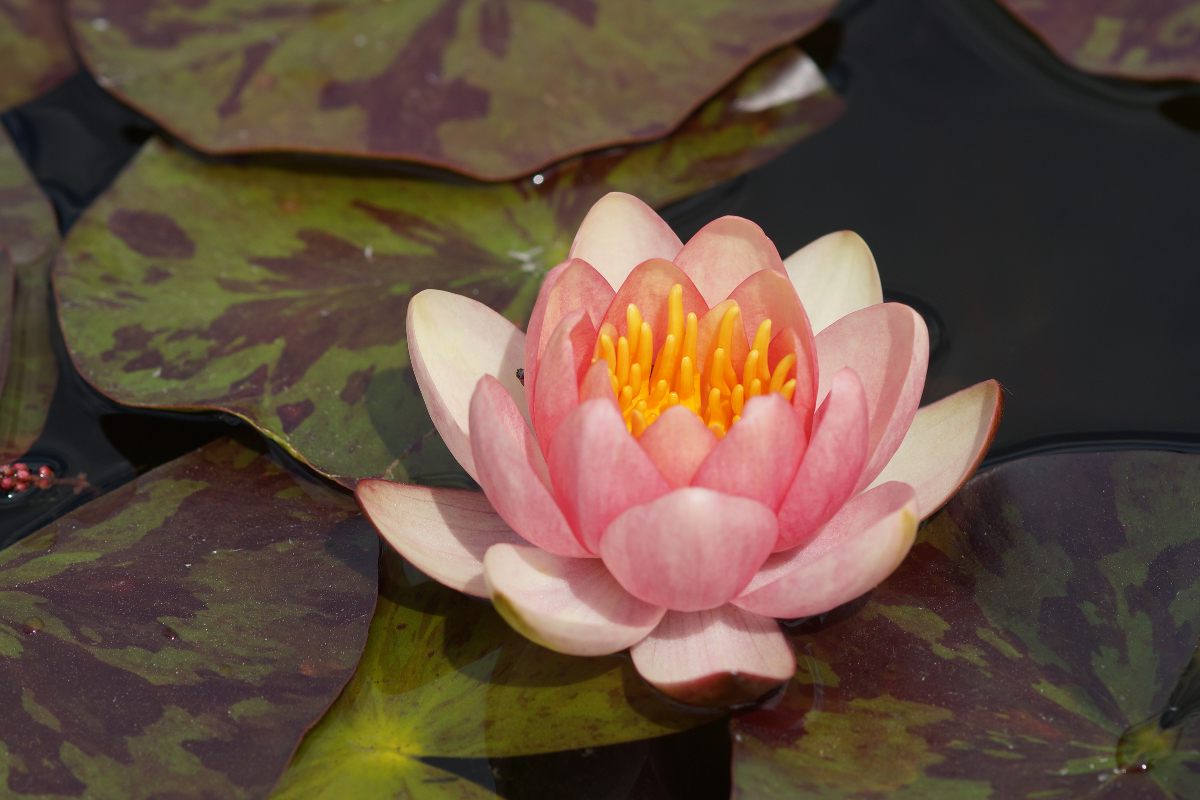 Nymphaea Hybride 'Chrysantha' ('Graciella')