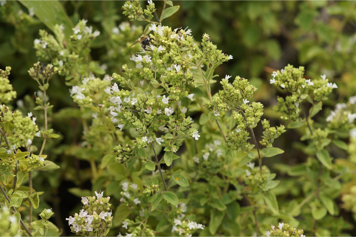 Origanum vulgare ssp. hirtum - Pizza-Oregano, Griechischer Oregano