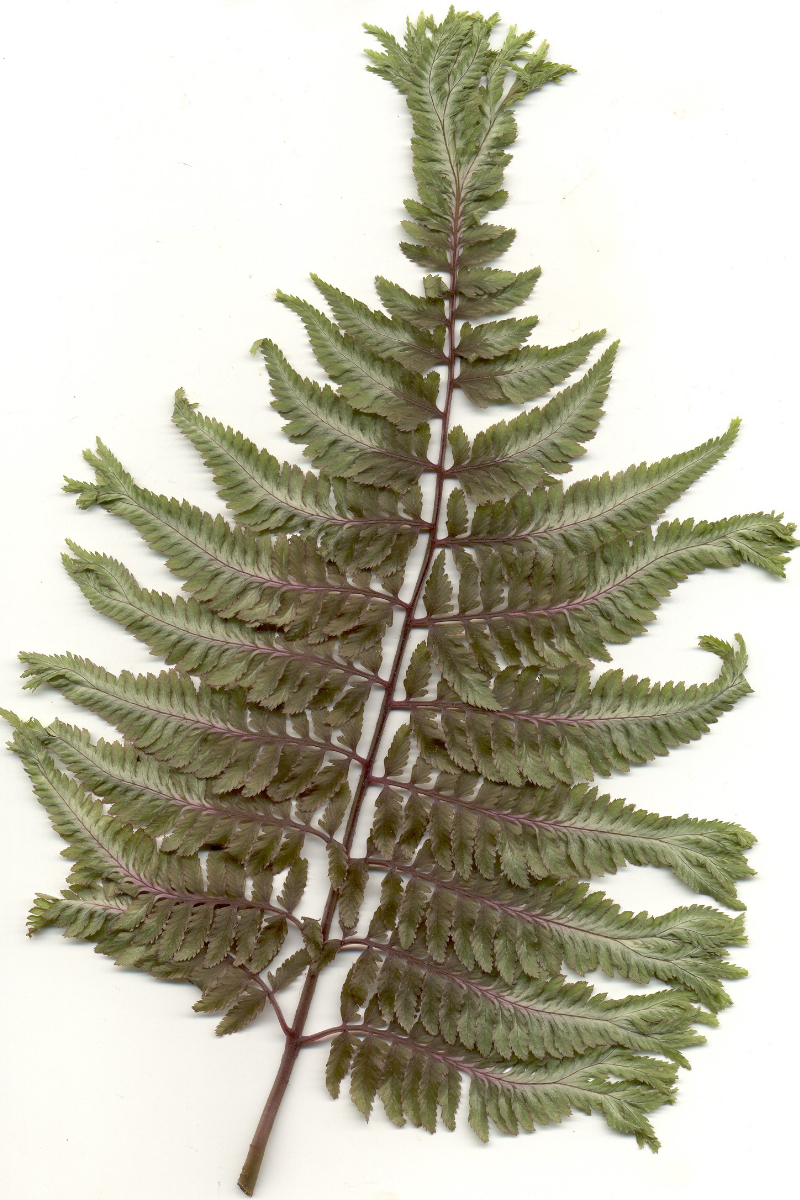Athyrium niponicum 'Rattenfänger' veg. - Regenbogenfarn