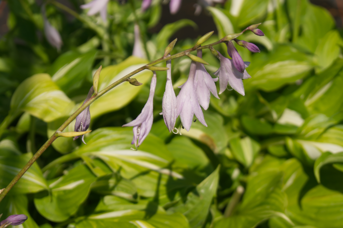 Hosta x undulata 'Univittata'