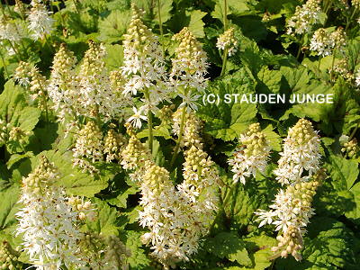 Tiarella cordifolia 'Moorgrün'