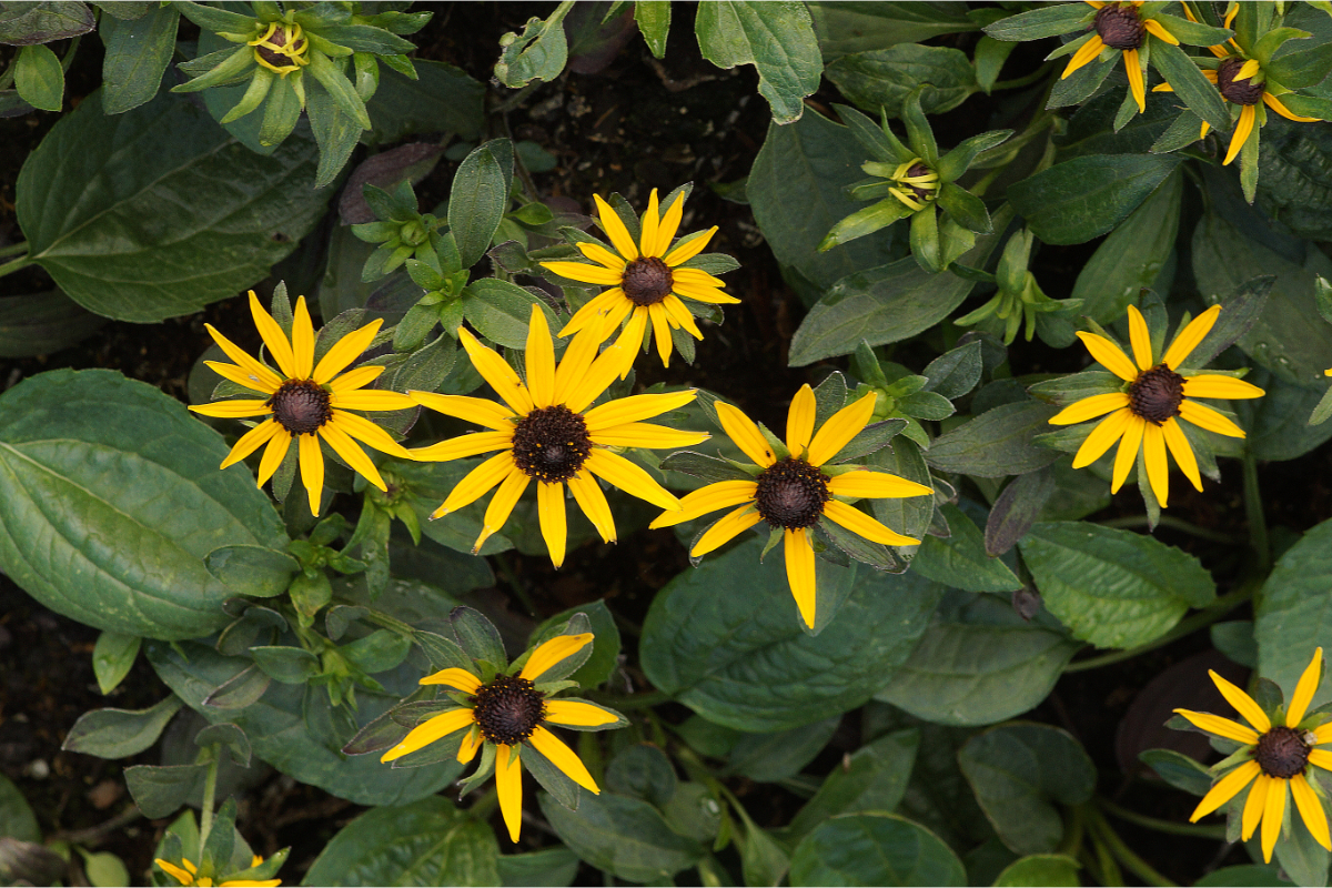 Rudbeckia fulgida 'Little Goldstar' (R) - Sonnenhut