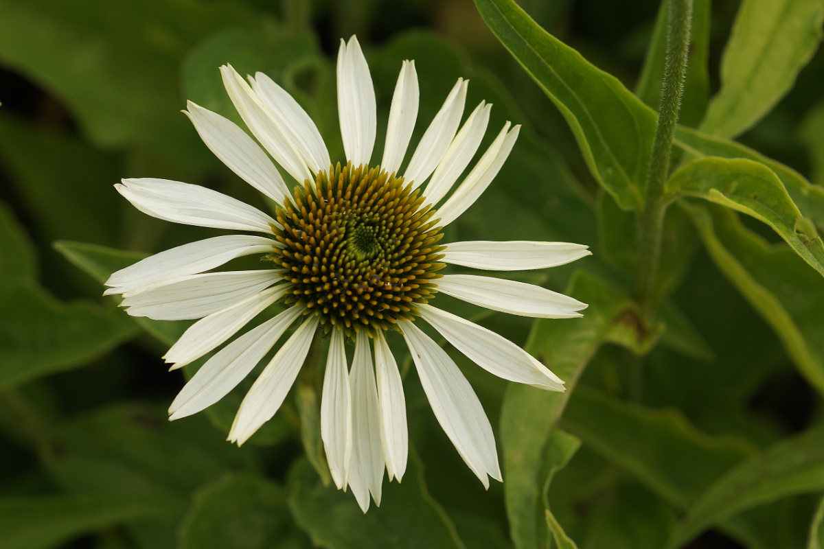 Echinacea purpurea 'Alba' - Sonnenhut